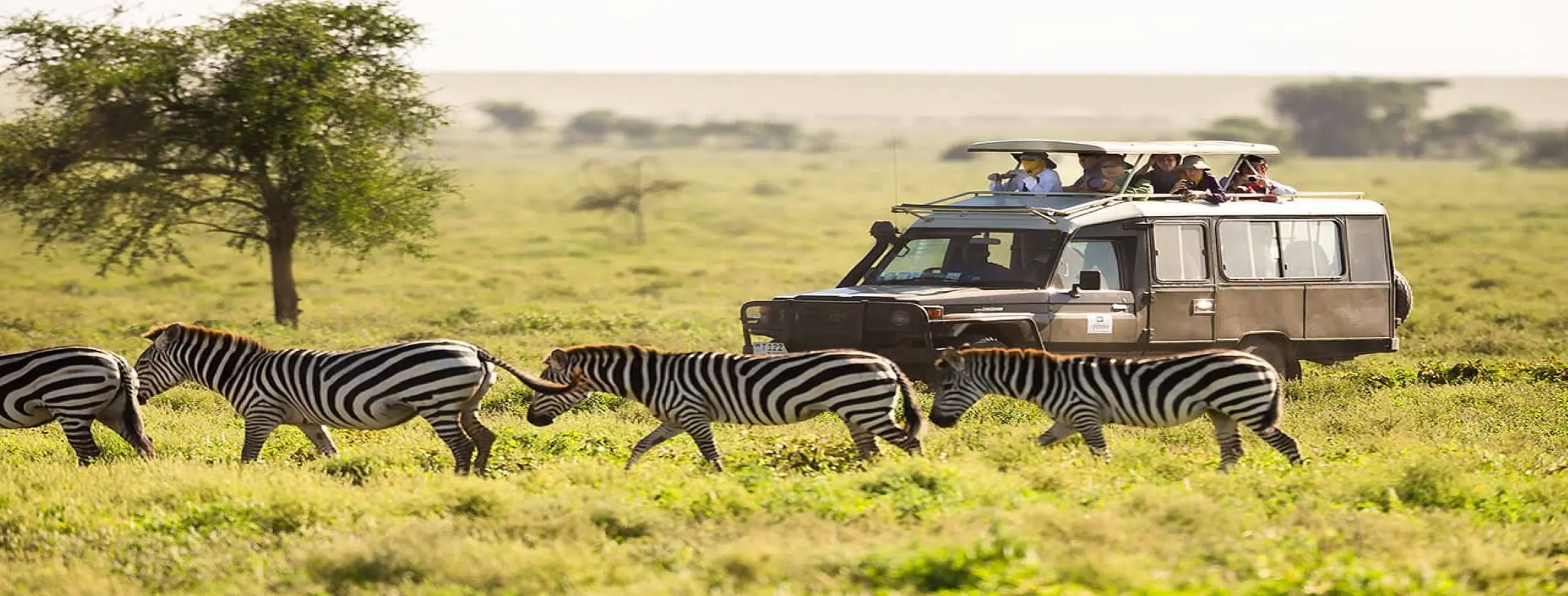 Image for Island Safari
